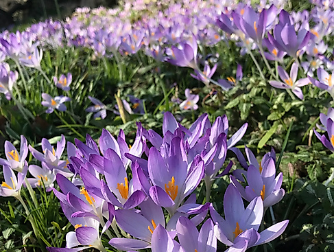 krokus