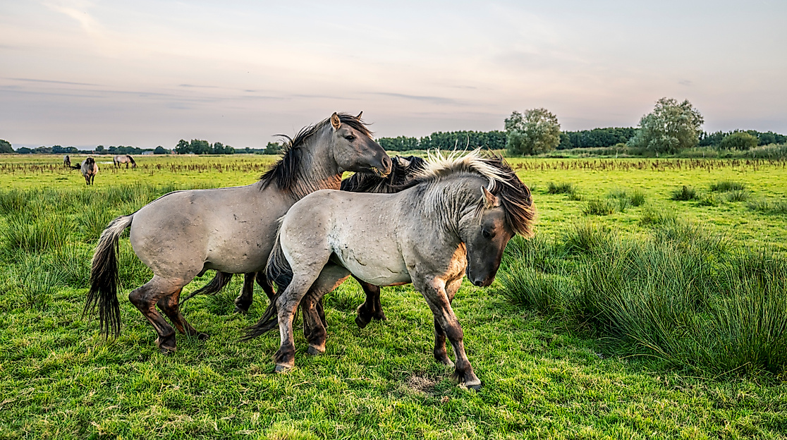 Woche der Natur - Biber, Storch & Auerochse