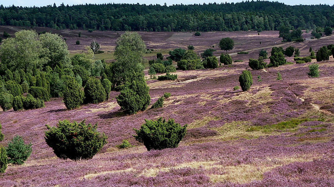 Lueneburger Heide