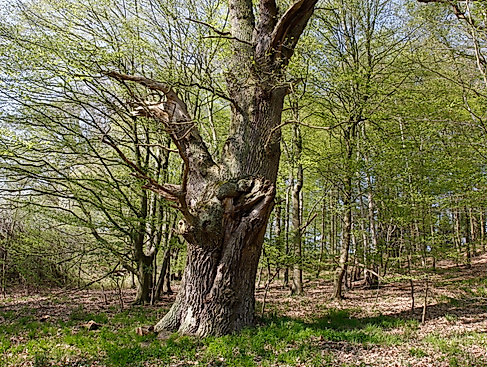 Ranger-Tour: Waldspaziergang  ins Reich der Bäume und Sträucher