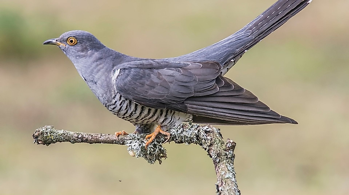 Vogelstimmen Führung