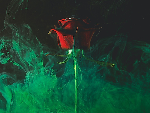 Romantische Rose im Rauch