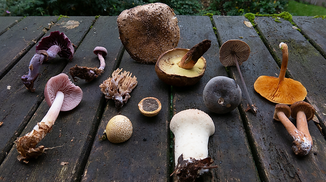 ars-eco-lab-Pilze