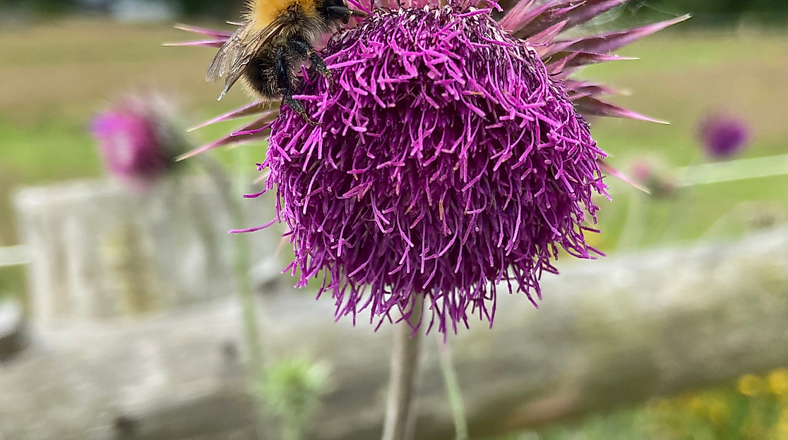 Naturschutzgebiet „Untere Seeveniederung und Over Plack“