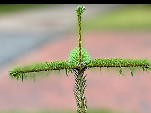 Ausschnitt Spitze Tannenbaum, diese stellt ein Kreuz dar.