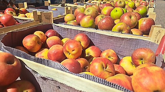 Äpfel auf dem Wochenmarkt