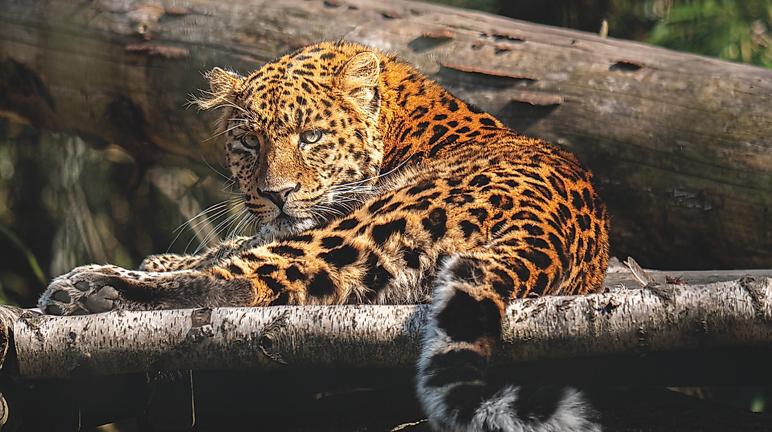 Raubtiertag im Wingster Waldzoo