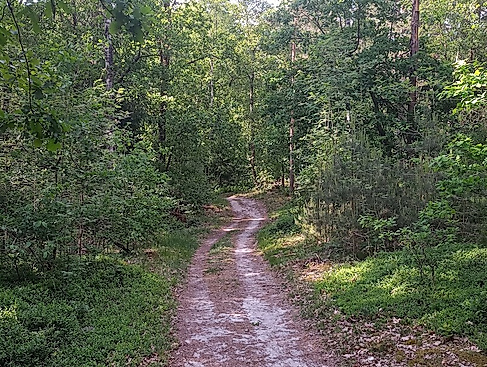 Wanderung mit Entdeckungen im Stadtwald (nördlicher Teil)