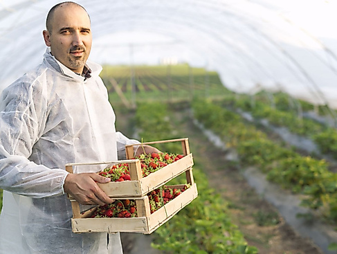 portrait-male-farmer-holding-freshly-harvested-strawberry-fruit-field_k
