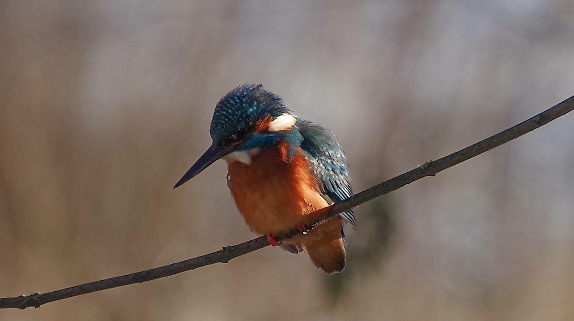 Eisvogel