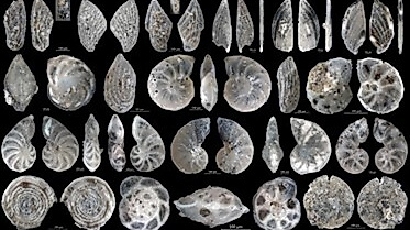 Mikrofossilien von der Jurassic Coast von Dorset