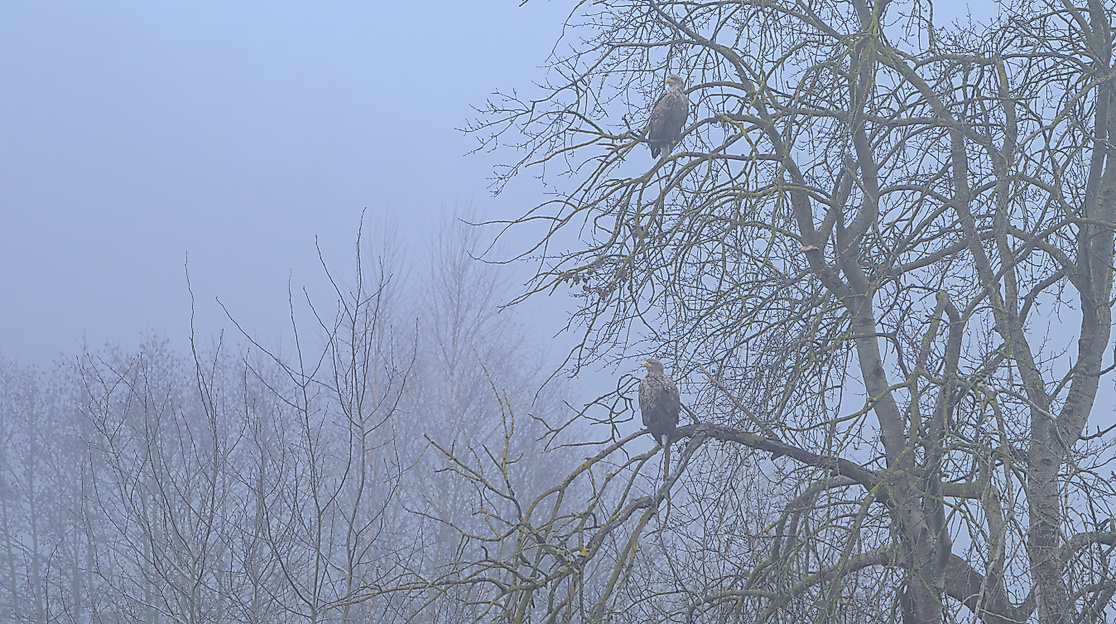 Seeadler an den Meißendorfer Teichen