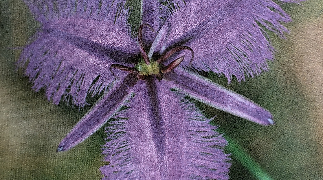 FringedViolet