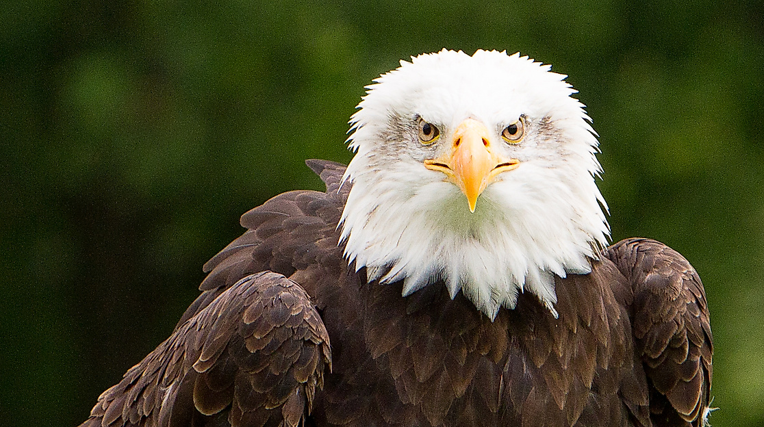 Einblicke in die Falknerei gewinnen