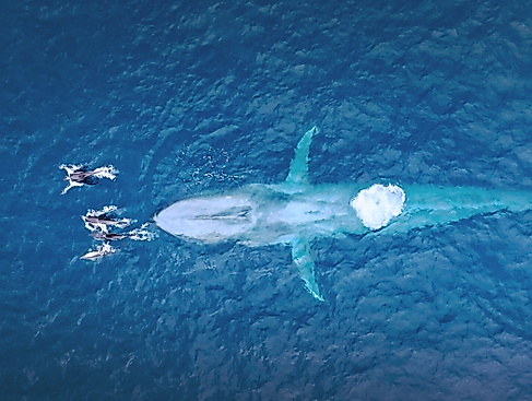 Faszination Europa - Ein Kontinent - Fünf Welten