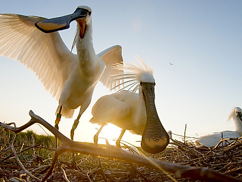 The Spoonbill of a Stirring World