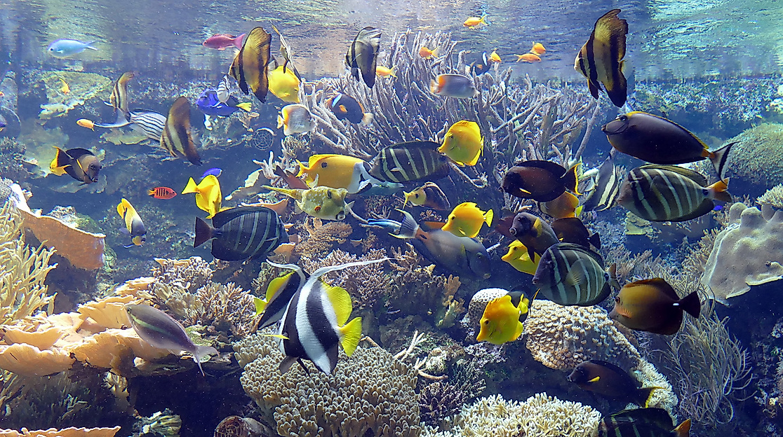 Tropen-Aquarium Hagenbeck