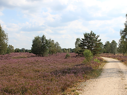 osterheide-2014-gb-12
