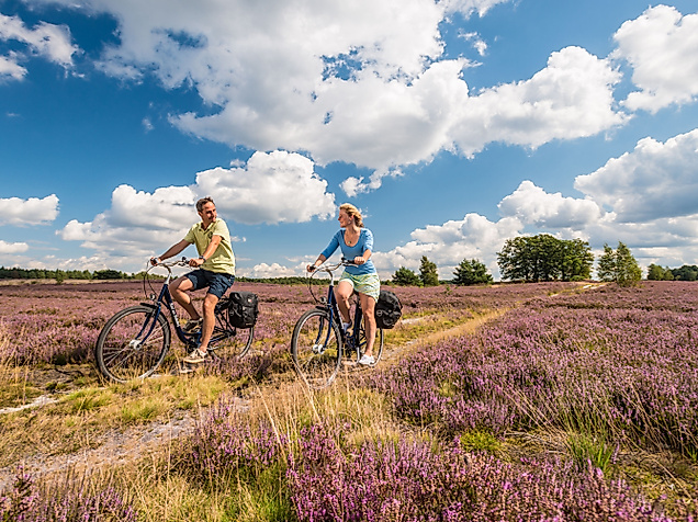 Zwei Radfahrer:innen fahren bei Sonnenschein durch blühende Heide in der Lüneburger Heide.