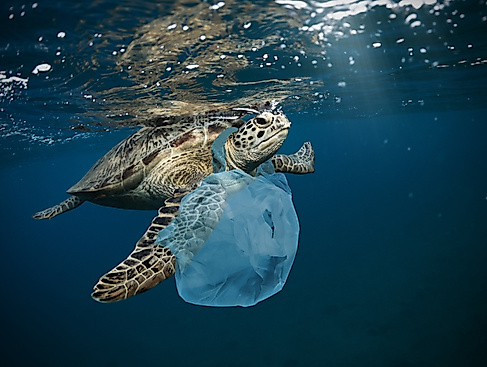 251113_Müllkippe Meer_(c) Jag_cz, istockphoto.com-min