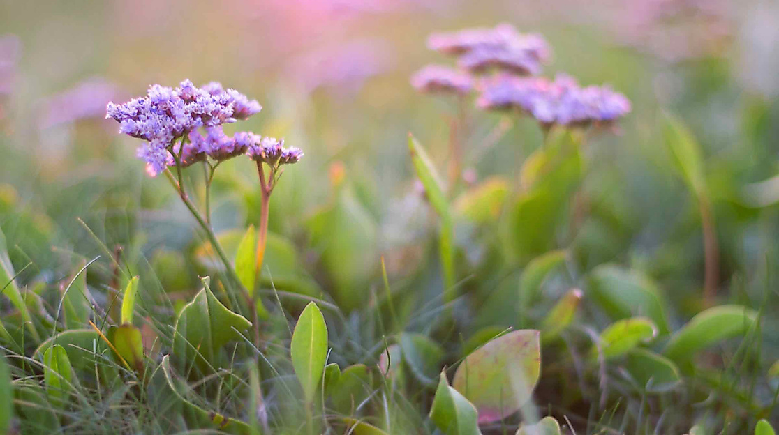 Salzwiesenführung - In Neptuns Vorgarten