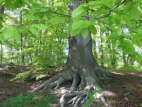 Lesung für den Baum