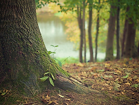 tree-569275_1920