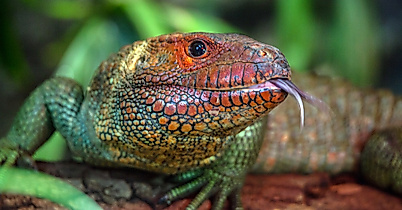 Tropen-Aquarium Hagenbeck