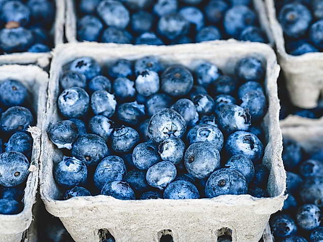 blueberry_c_beth-thomas_pixabay