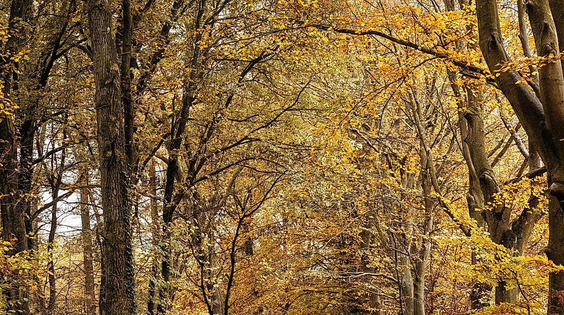 indian-summer-wald