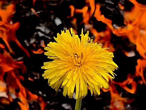 Kateryna Kozlova - Ukraine on Fire (still) | xpon-art gallery