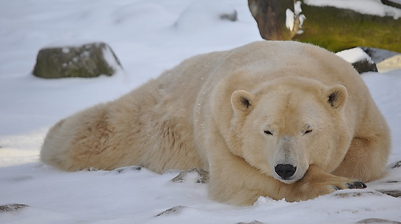 Winterliche Führung durch den Zoo am Meer