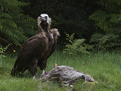 The Monk Vulture