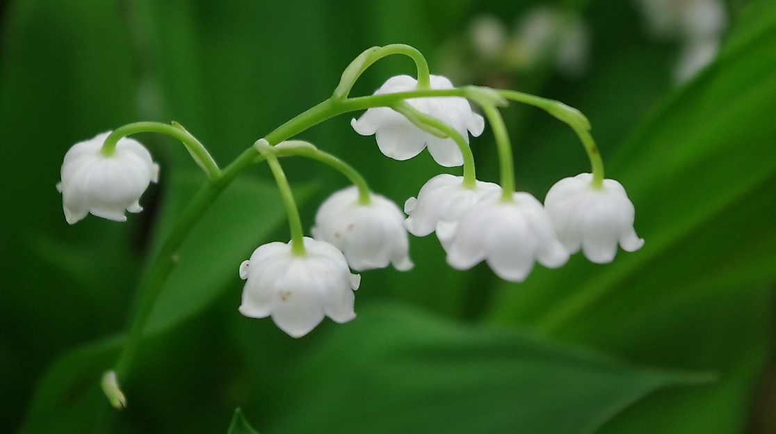 Maiglöckchen - Giftpflanze des Jahres 2014