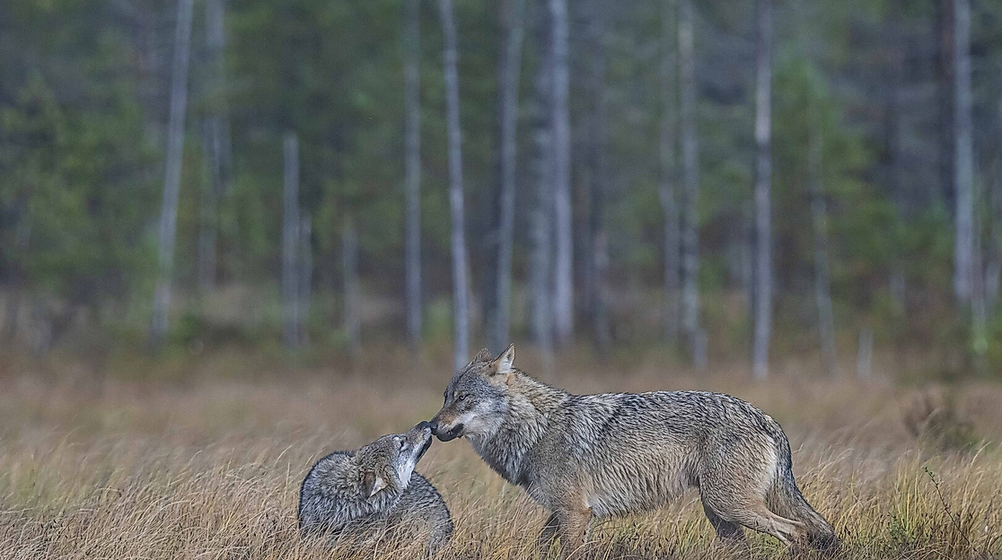 Ein Jahr unter Wölfen
