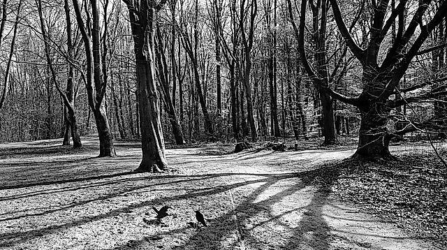 25-10-12 forest-3959136_640 ©pixabay