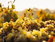 Weinseminar Grundlagen 1 - Einsteiger