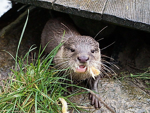 Tierisch viel Spaß