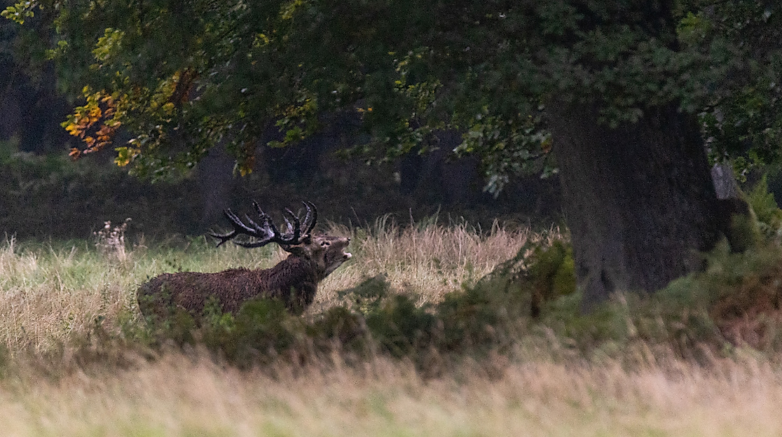 Hirschbrunft in der Südheide