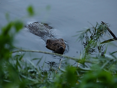 Im Revier von Biber und Co.