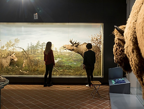 Naturabteilung in der Dauerausstellung des Ostpreußischen Landesmuseums