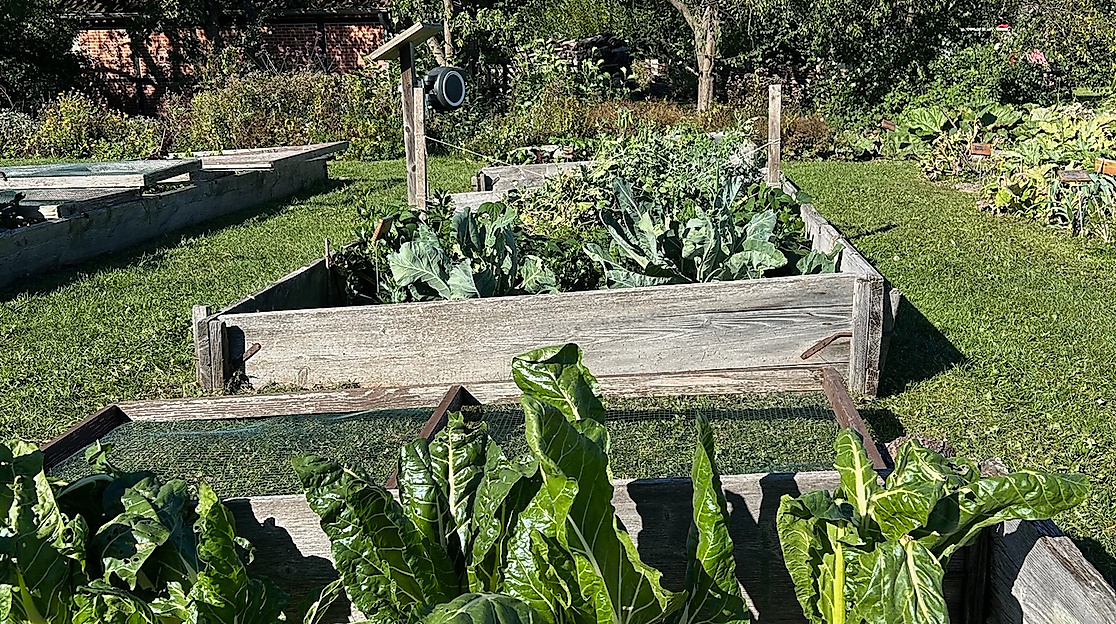 Schädlinge im Gemüsebeet