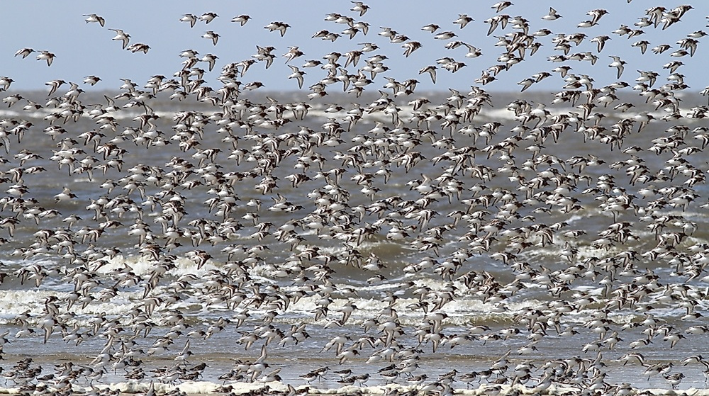 Ein Schwarm Sanderlinge