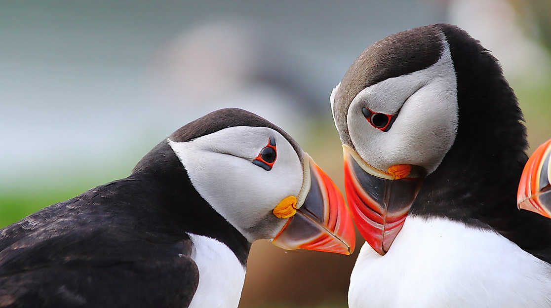 Wales - Spirit of the Dragon