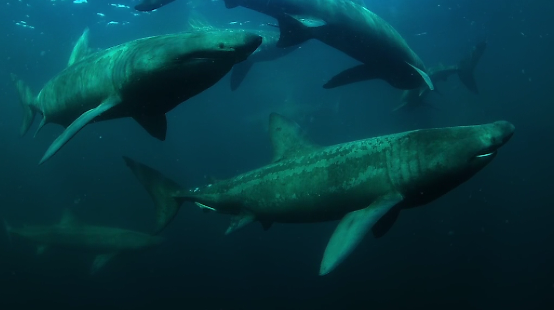 Ireland's wild Islands