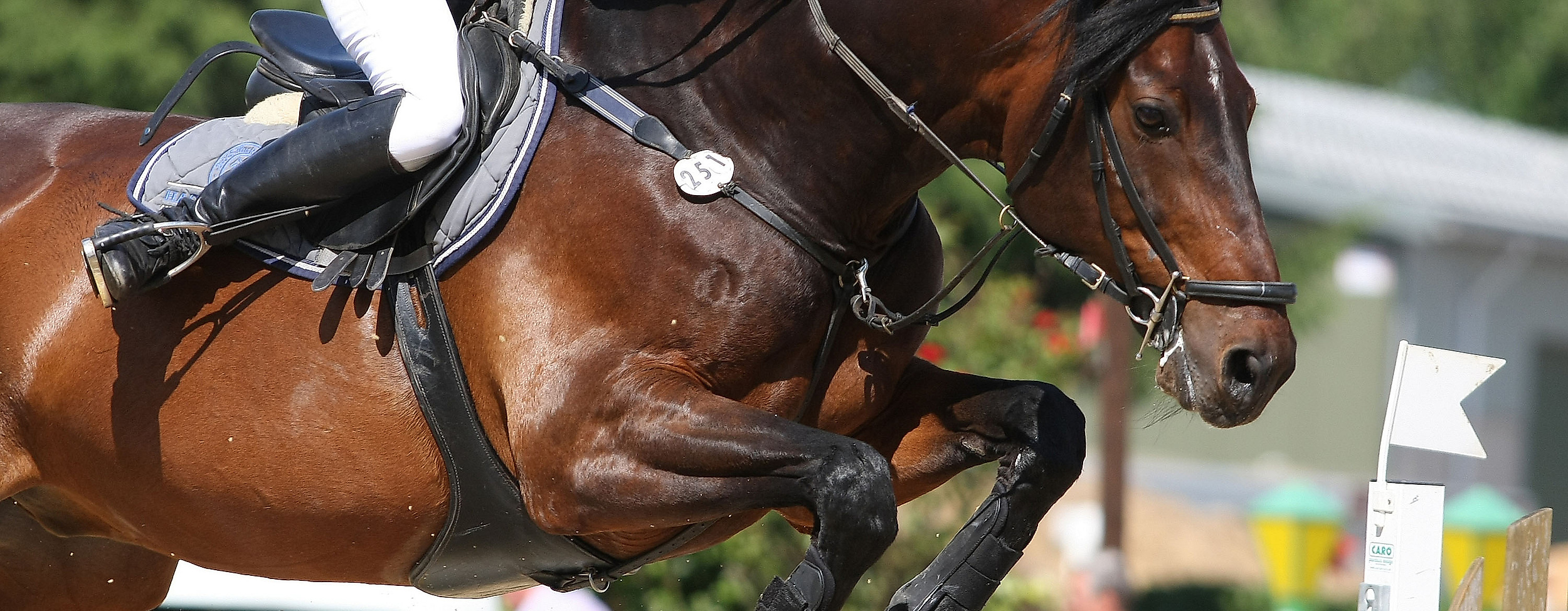 Deutsches Spring- und Dressur Derby