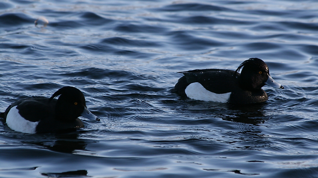 Naturpark-Tour: Rastende Wasservögel und trommelnde Spechte am Schaalsee