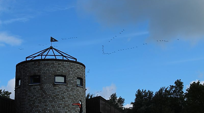 Vortrag Zugvögel schützen – Grenzen überschreiten