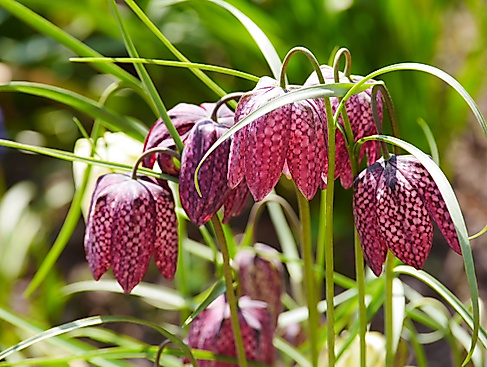 Exkursion: Natur und Landschaft in der Elbmarsch an Seeve und Junkernfeld