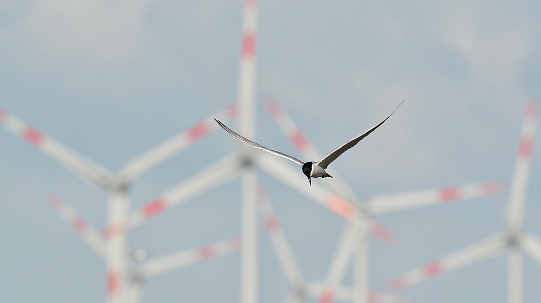 Führung: Mit dem Fahrrad durch den Speicherkoog